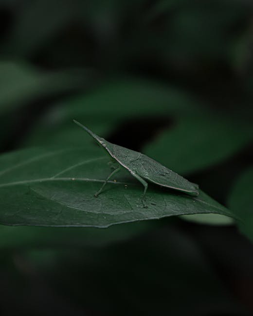 A close-up image of a small green katydid insect perched on the edge of a dark green leaf. The insect's body and wings are slender and elongated, with a slightly textured appearance, blending seamless