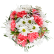Handcrafted with care in Norbury, this radiant bouquet is a visual ode to the bustle and brightness of the local community. Dominant white daisies with lively lime-green centers are cradled among ruffled coral-pink carnations, their textures evoking both comfort and vibrancy. Wisps of baby's breath are tucked between the larger blooms like whispers of spring, their feathersoft presence bringing softness and quiet movement to the composition. Eucalyptus leaves-both silvery and rich green-wind thoughtfully throughout, providing a refreshing scent and visual balance reminiscent of Norbury's green verges and tree-lined avenues. The bouquet's circular form and full profile, highlighted by a pristine white background, ensure every flower and leaf stands out in joyful harmony. Hidden alstroemeria buds streaked in soft purples and pinks offer a hint of sophisticated detail. This bouquet is ideal for celebrations, thoughtful gestures, or simply bringing a ray of Norbury sunshine into someone's day, reflecting the genuine warmth and pride in every arrangement sent across the local area.